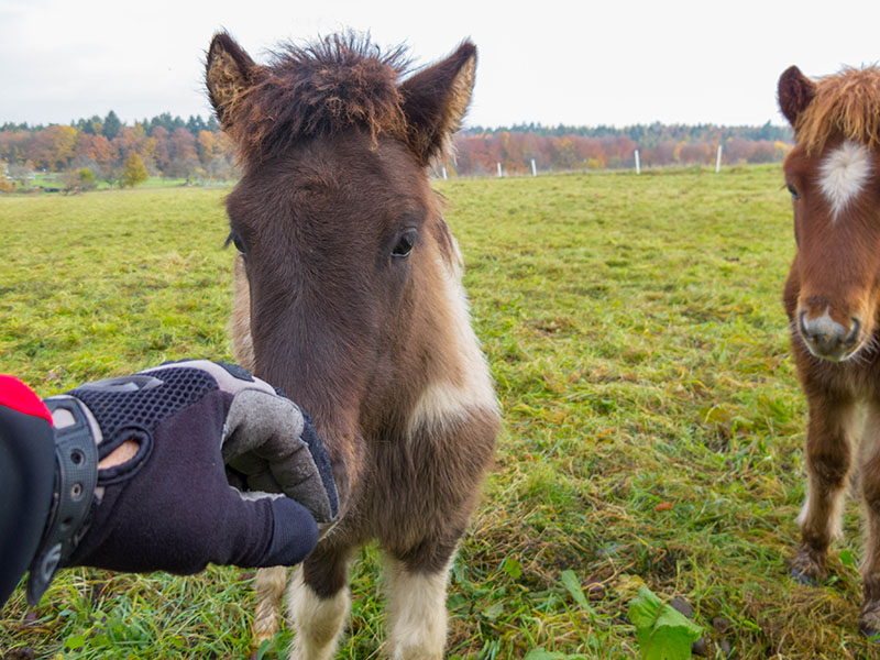 ... und lassen sich streicheln