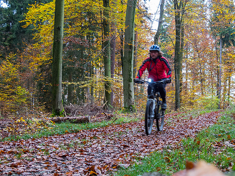 Durch den dunklen Wald