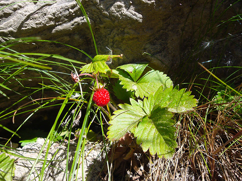 Eine leckere Walderdbeere