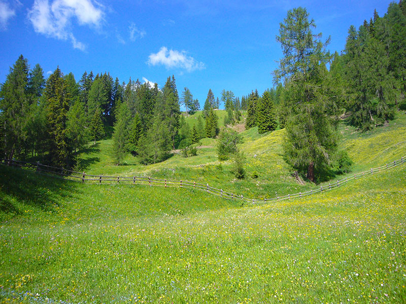 Saftige Wiesen unter strahlendem Himmel