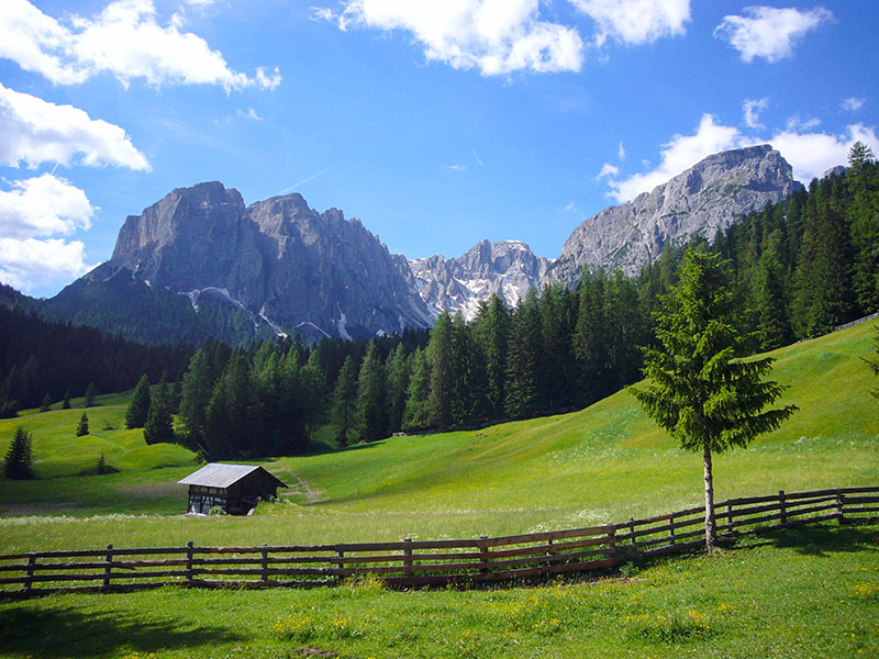 Auf der Weide steht ...
