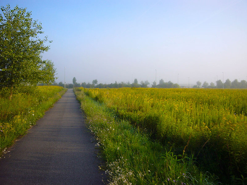 In den Rheinauen ist es neblig