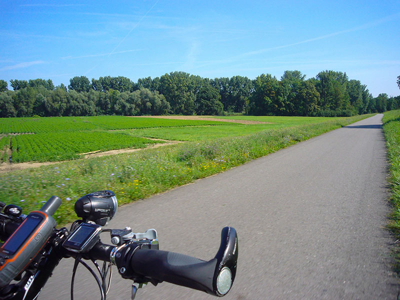 Irgendwo zwischen Speyer und Worms ...