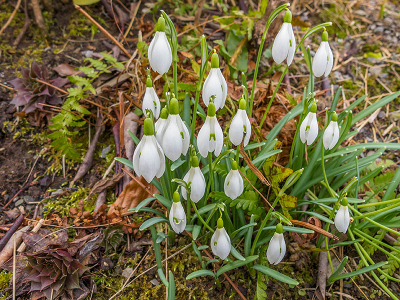 Frühlingsboten 1