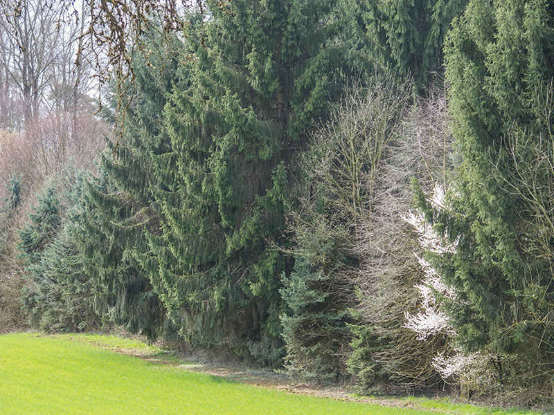 Wei&szlig;e Bl&uuml;ten am dunklen Forst ;-)