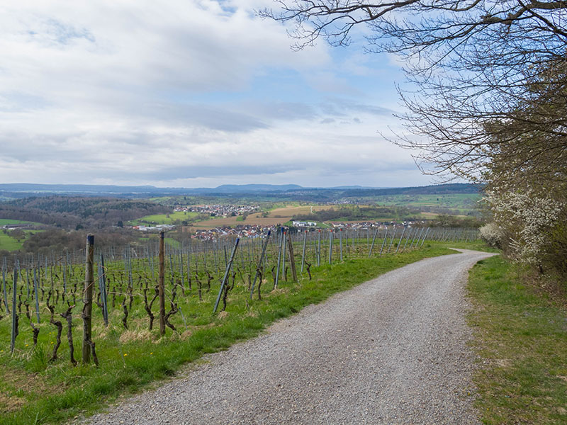 Blick auf Weinberg und Ellmendingen