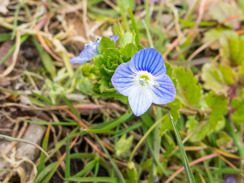Winziges Bl&uuml;mchen