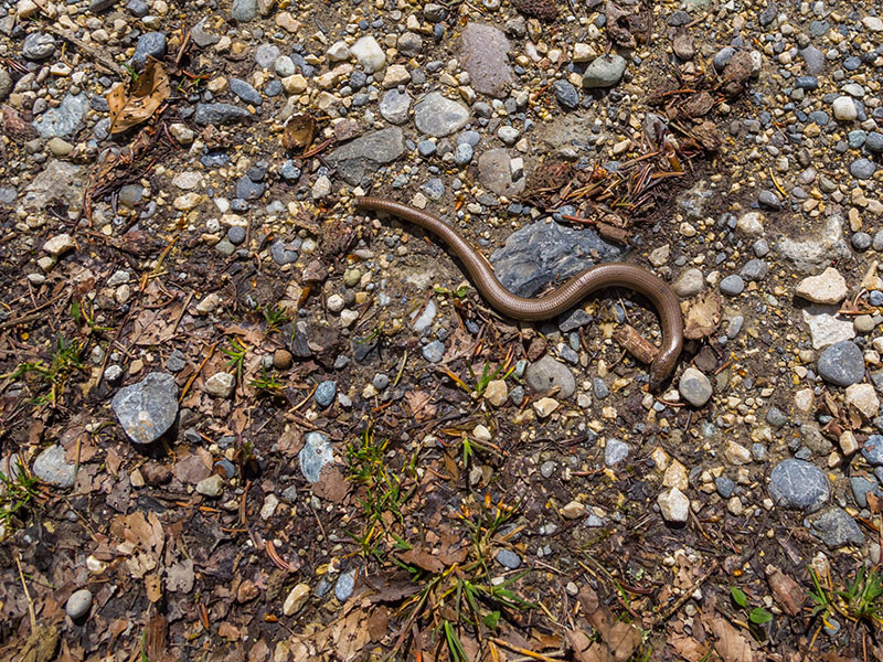 Die Blindschleiche war noch quicklebendig