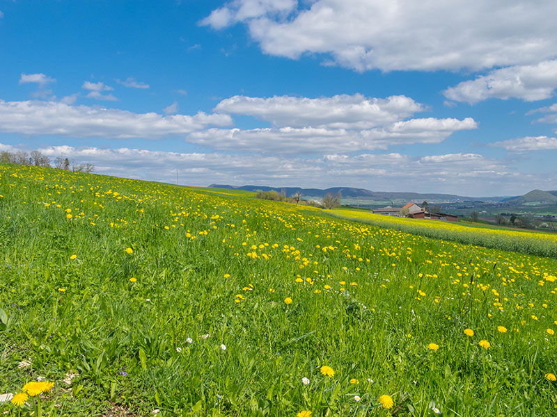 ... bei dem langsamen Tempo, haben wir Zeit f&uuml;r Blicke zur Blumenwiese
