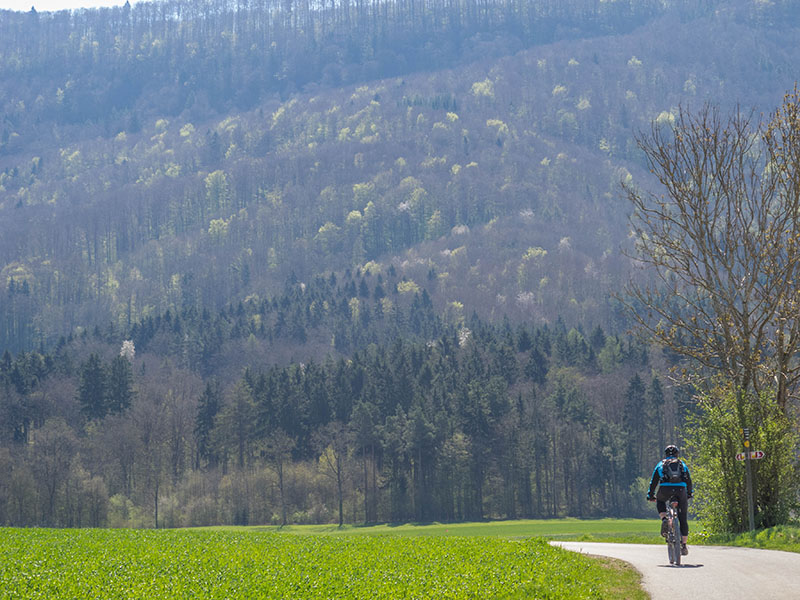 Noch sind wir vor dem Wald ...