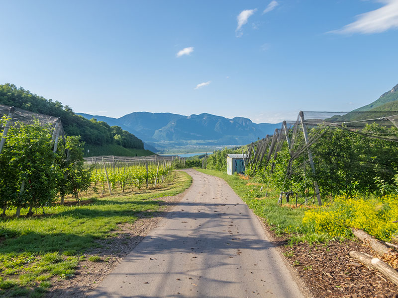 Durch Apfelplantagen und Weinreben rolle ich zum Kalterer See hinab