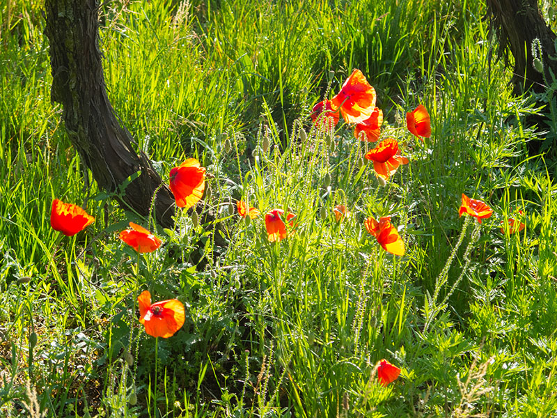 Leuchtende Mohnblumen durchbrechen das Grün