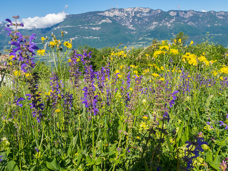 Blumenübersäte saftige Wiese