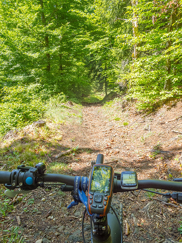 Schöner Weg durch den Wald