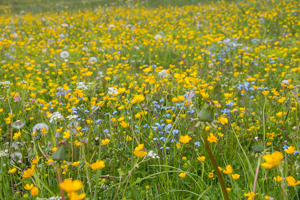 Schöne Blumenwiese