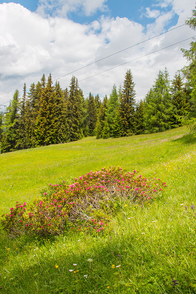 Zur Abwechslung ein paar rote Bl&uuml;ten