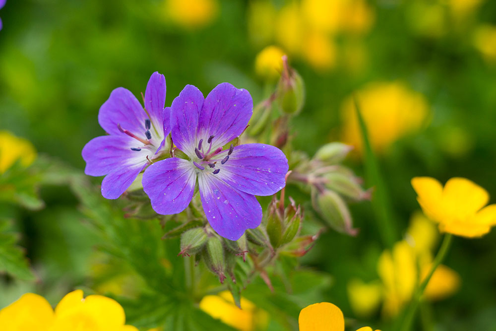 Farbenfrohe Gr&uuml;&szlig;e ...