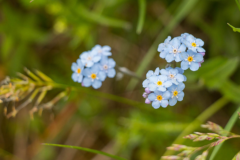 ... auf den Wiesen ...