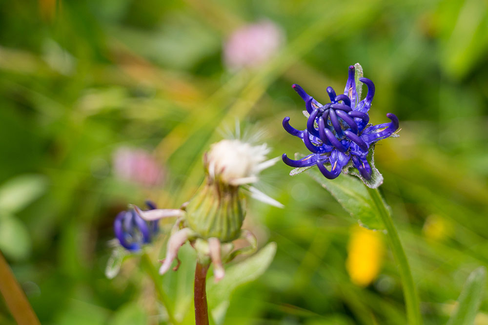 Weitere florale Sch&ouml;nheiten
