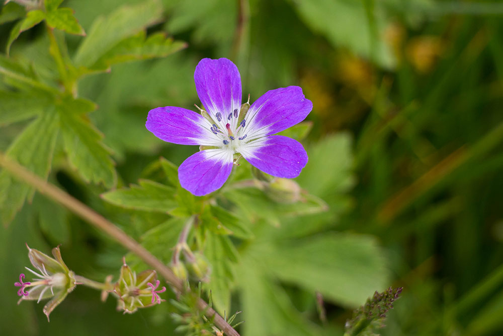 Weitere florale Sch&ouml;nheiten