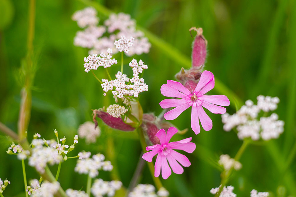 Weitere florale Sch&ouml;nheiten