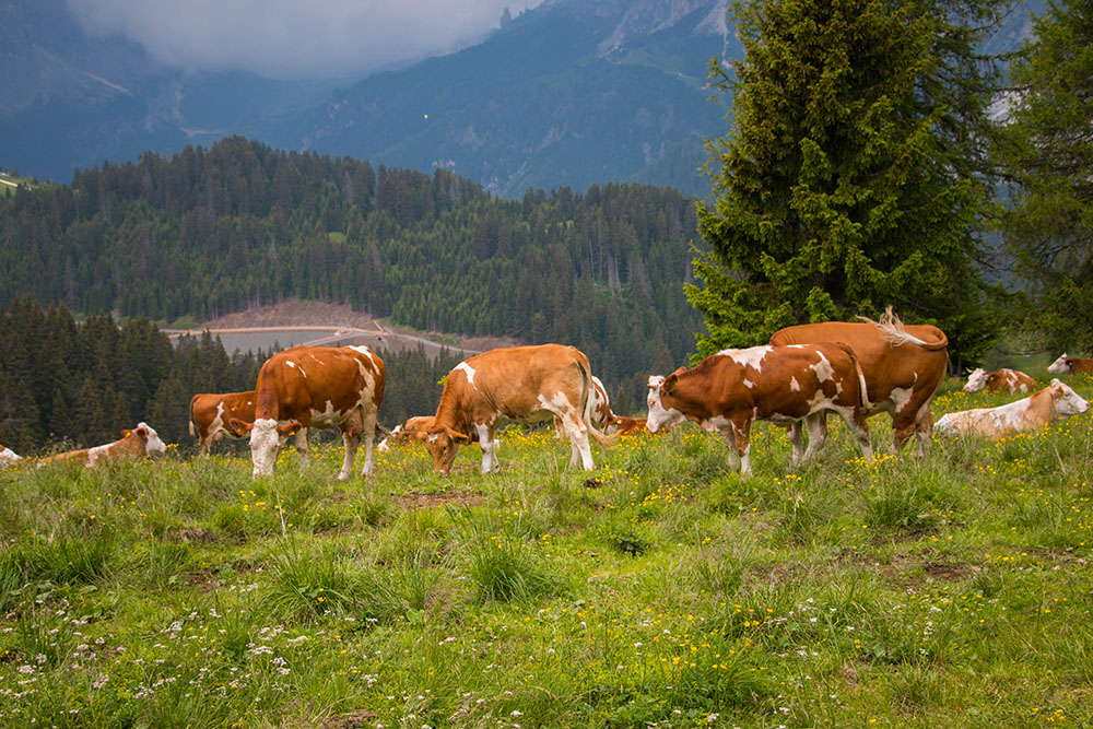 Die K&uuml;he werden unruhig ...