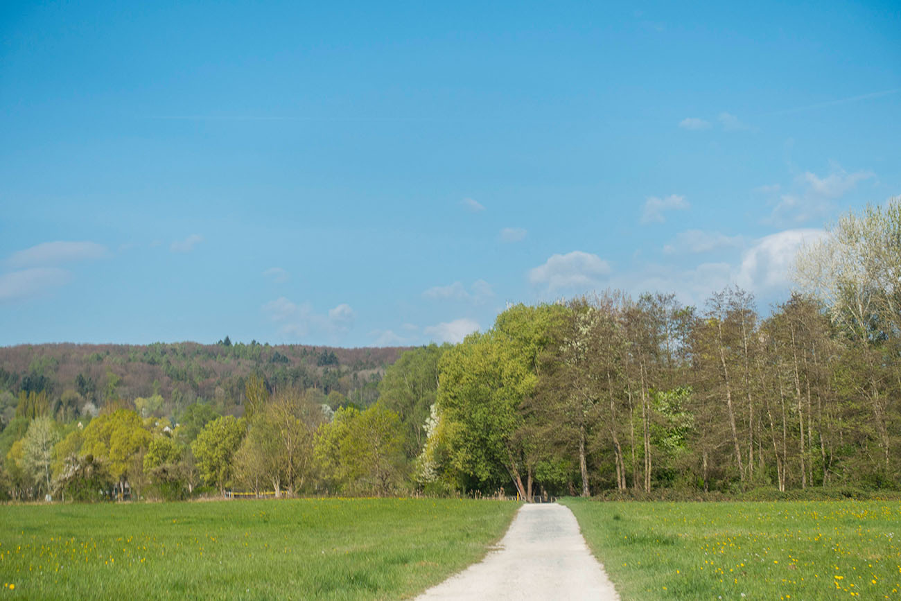 ... f&uuml;hrt der Weg in den Wald ... 