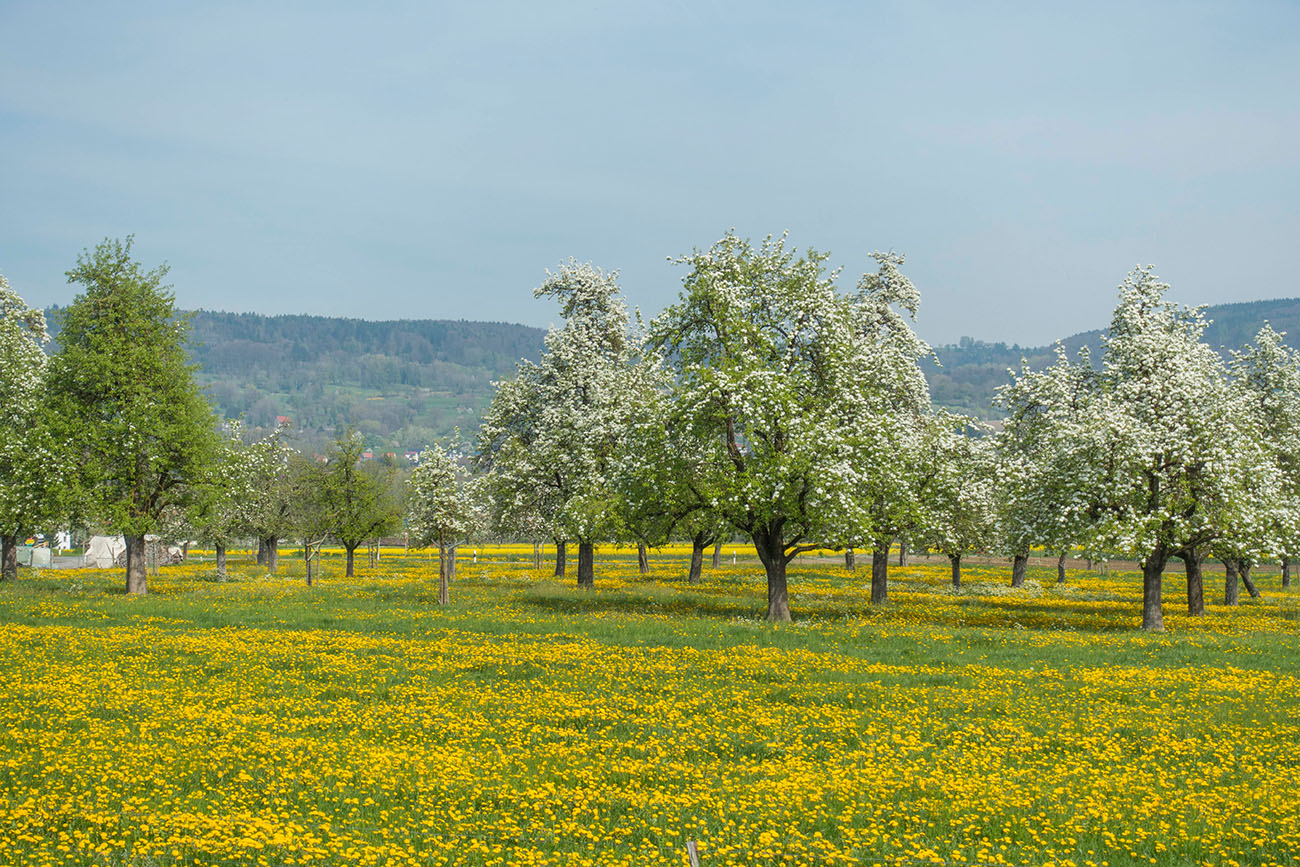 Es bl&uuml;ht und gr&uuml;nt - und juckt in Augen und Nase :-( 