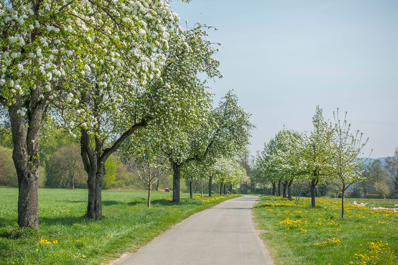 Bl&uuml;ten in H&uuml;lle und F&uuml;lle 