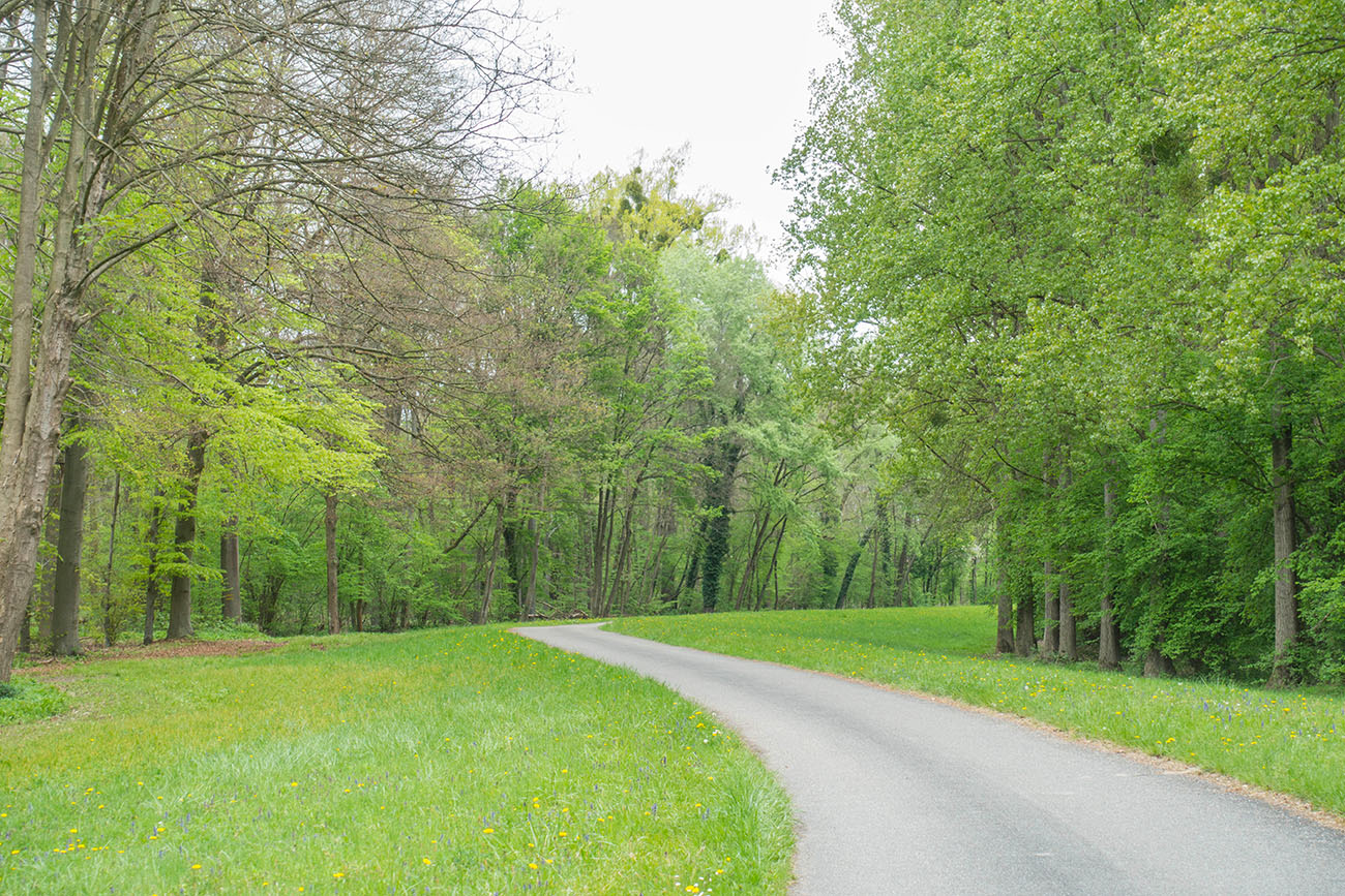 Wir fahren durch die Altrhein-Auen 