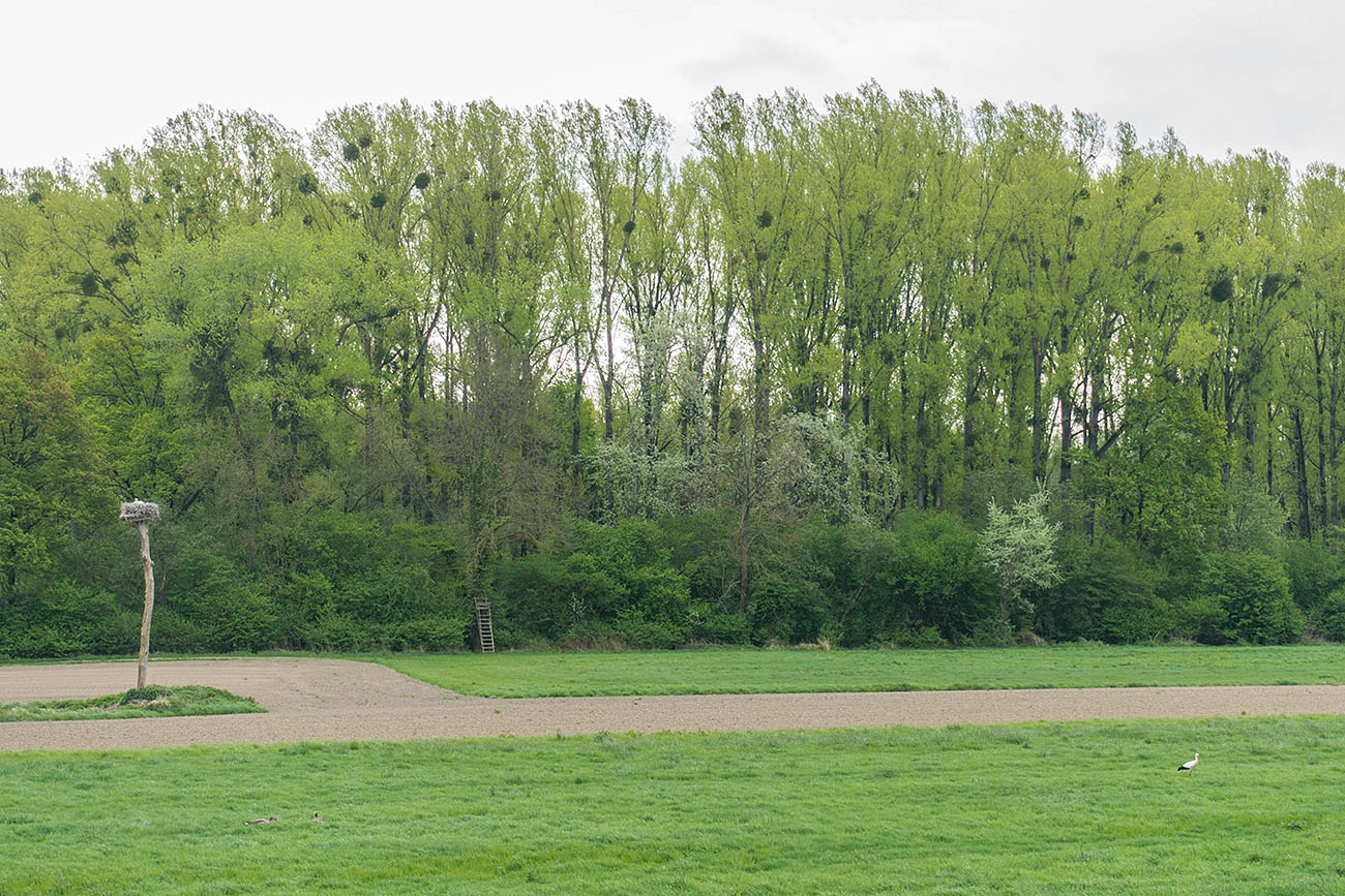 Storchennest und Storch 