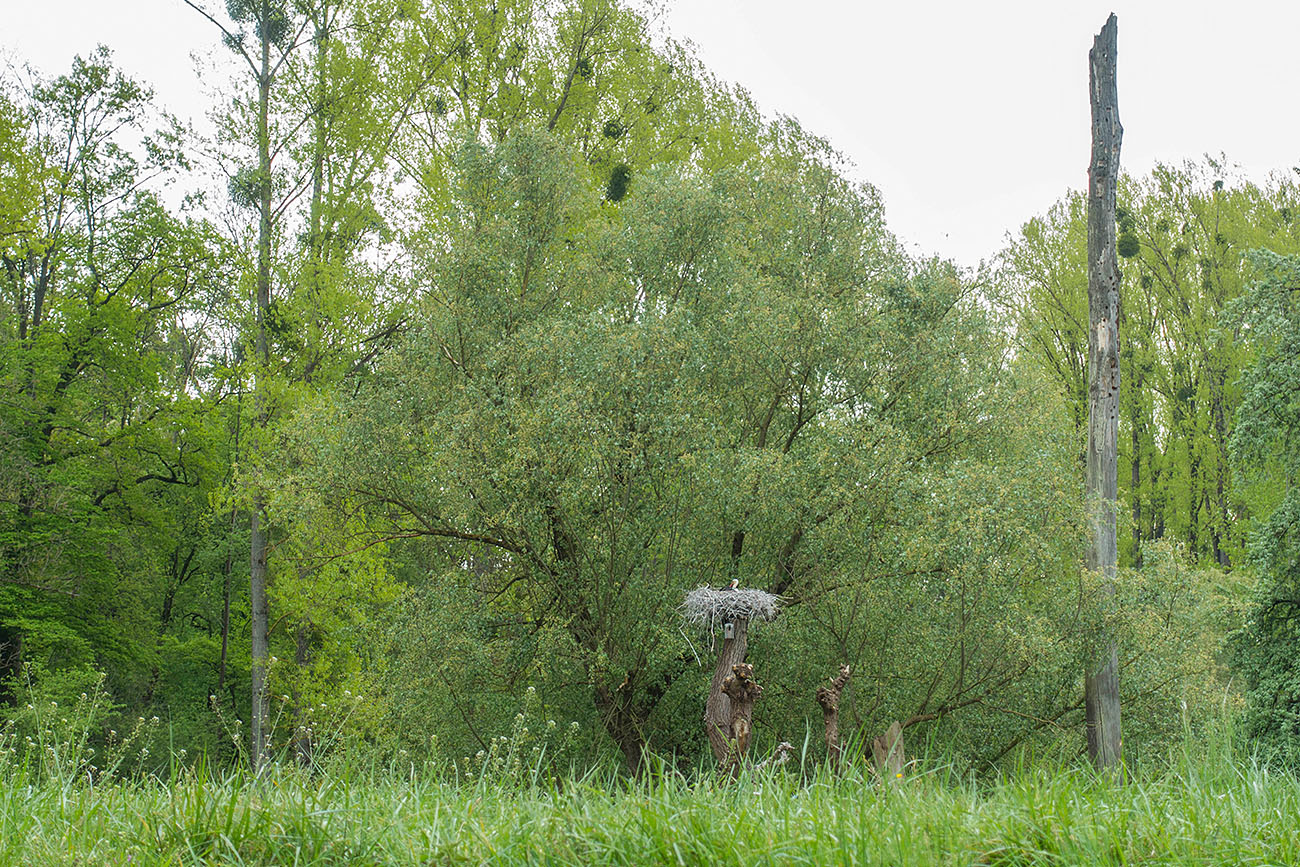 Storchennest mit Storch 