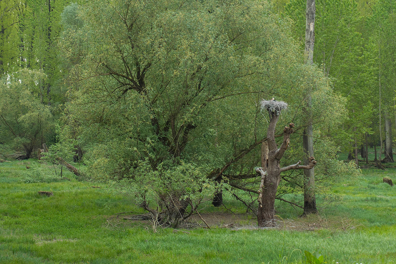 Nochmal das Storchennest 