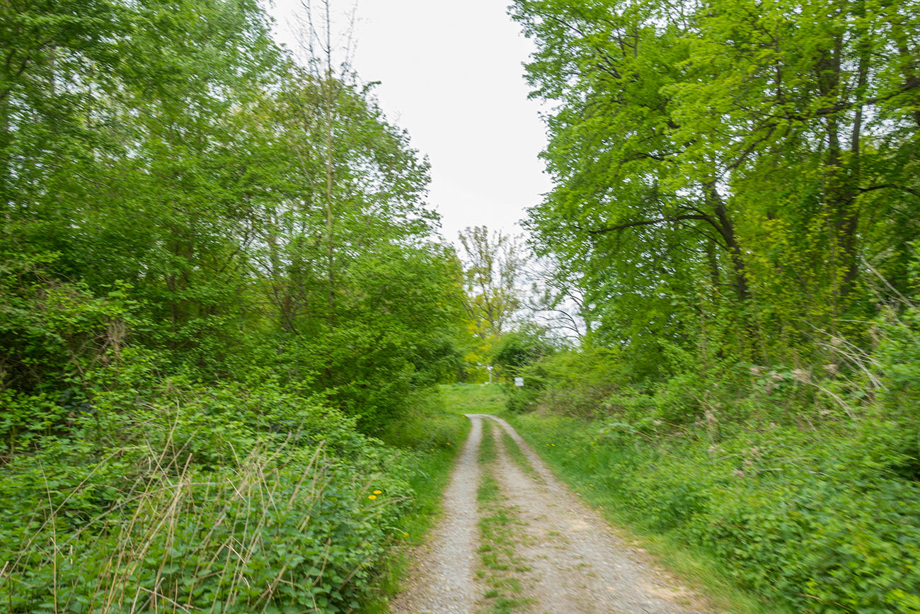 Weg zwischen Altrhein und Rhein 
