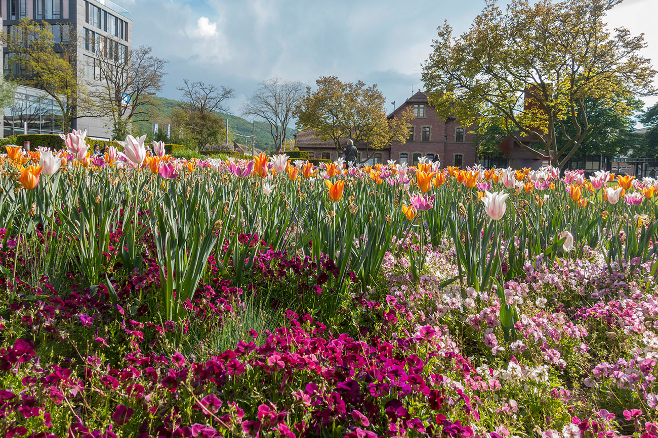 Blumenmeer beim Eiscafé 
