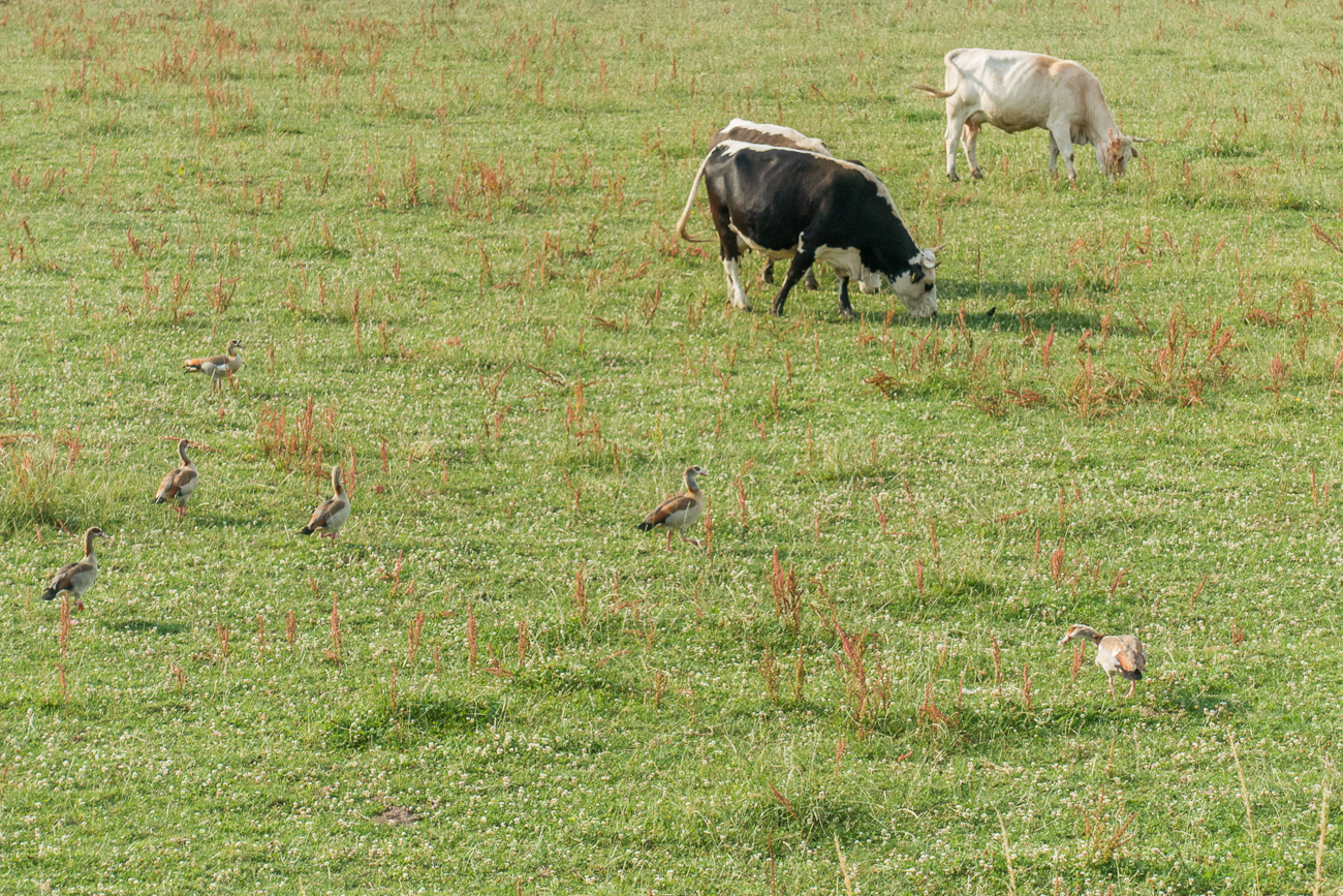 G&auml;nse und K&uuml;he weiden gemeinsam
