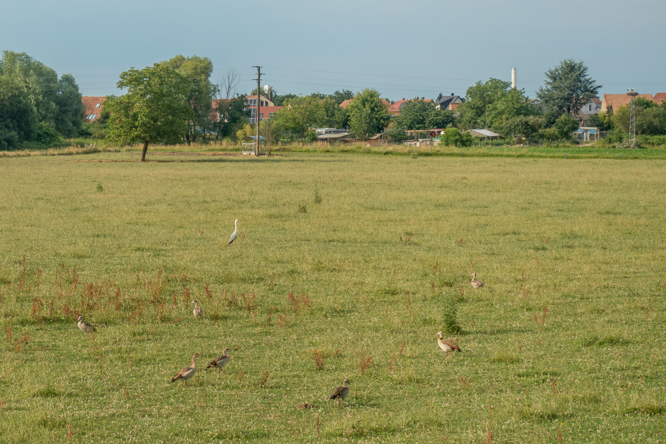 Nochmal die G&auml;nse auf der Weide