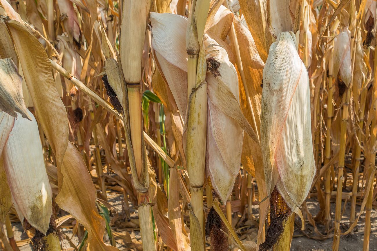 Maiskolben vor der Ernte