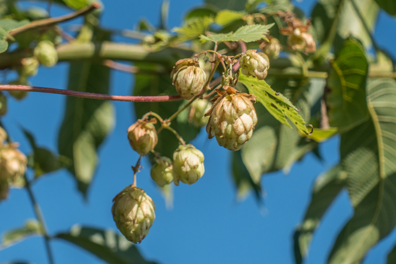 Hier w&auml;chst sogar Hopfen