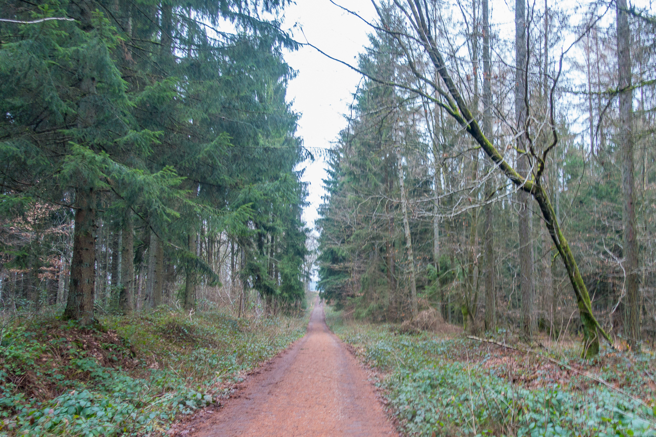 Breiter Waldweg an der Sch&auml;ferei 