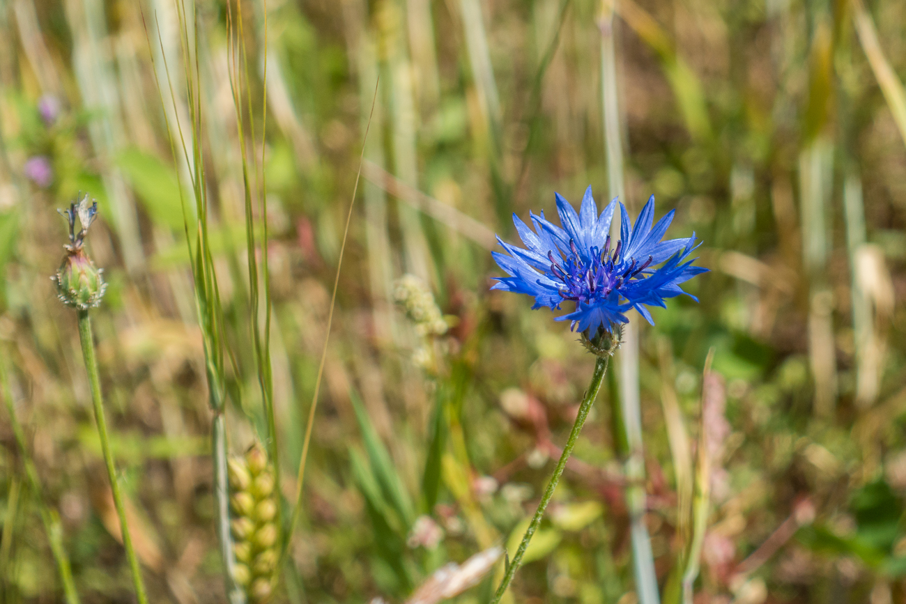 Kornblume