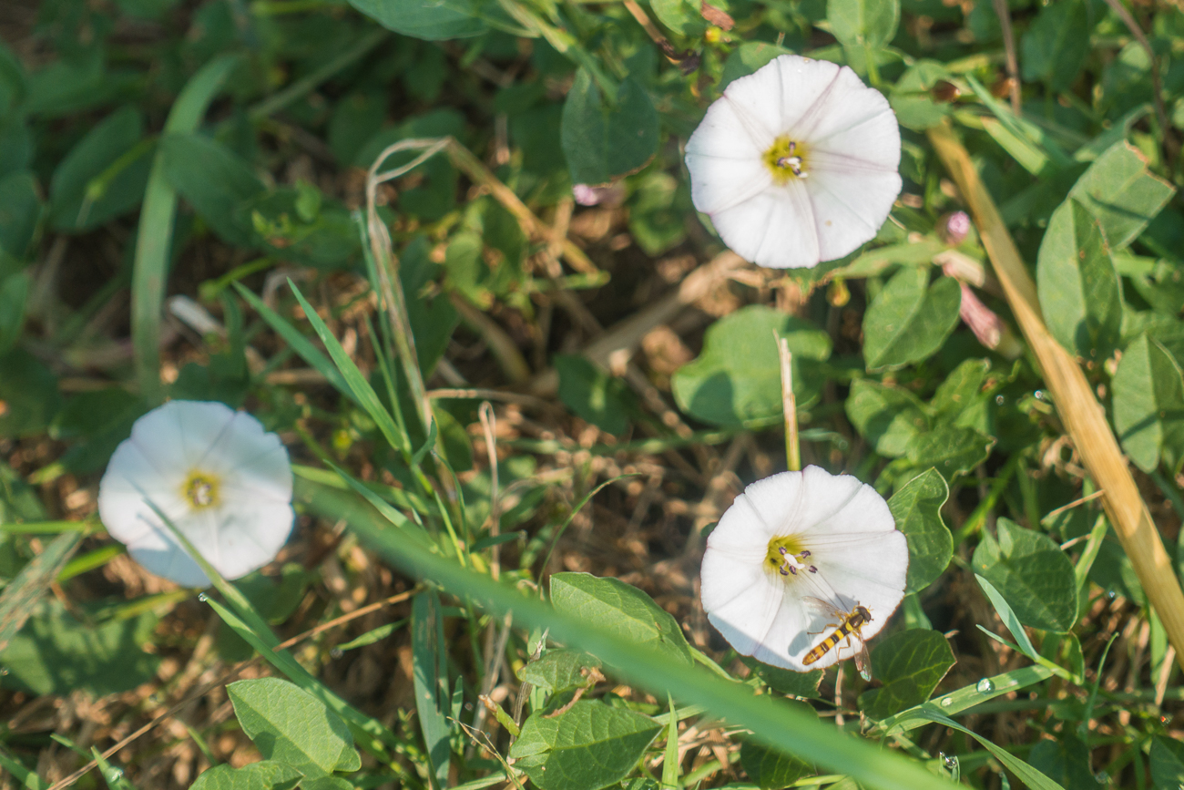 Bl&uuml;mchen am Feldrand