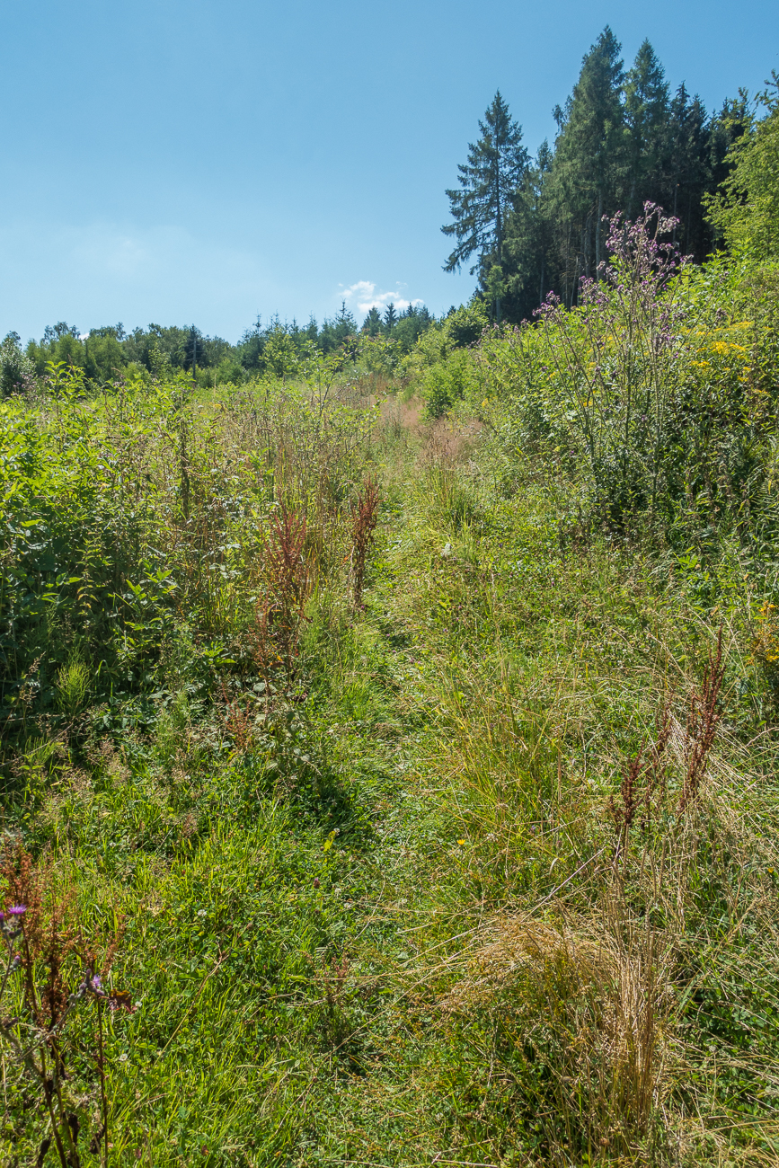 Singletrail durch mannshohes Gras und Stachelpflanzen
