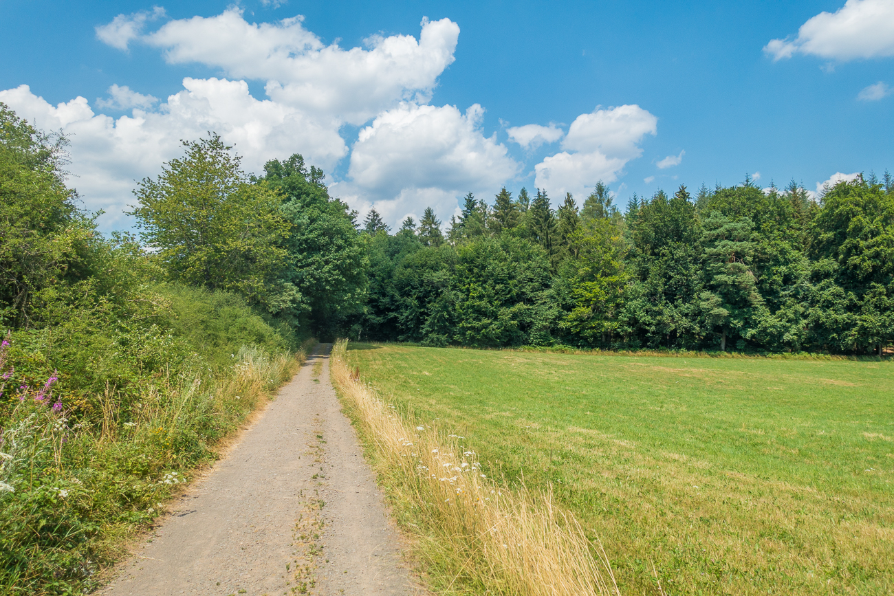 Feldweg in den Wald