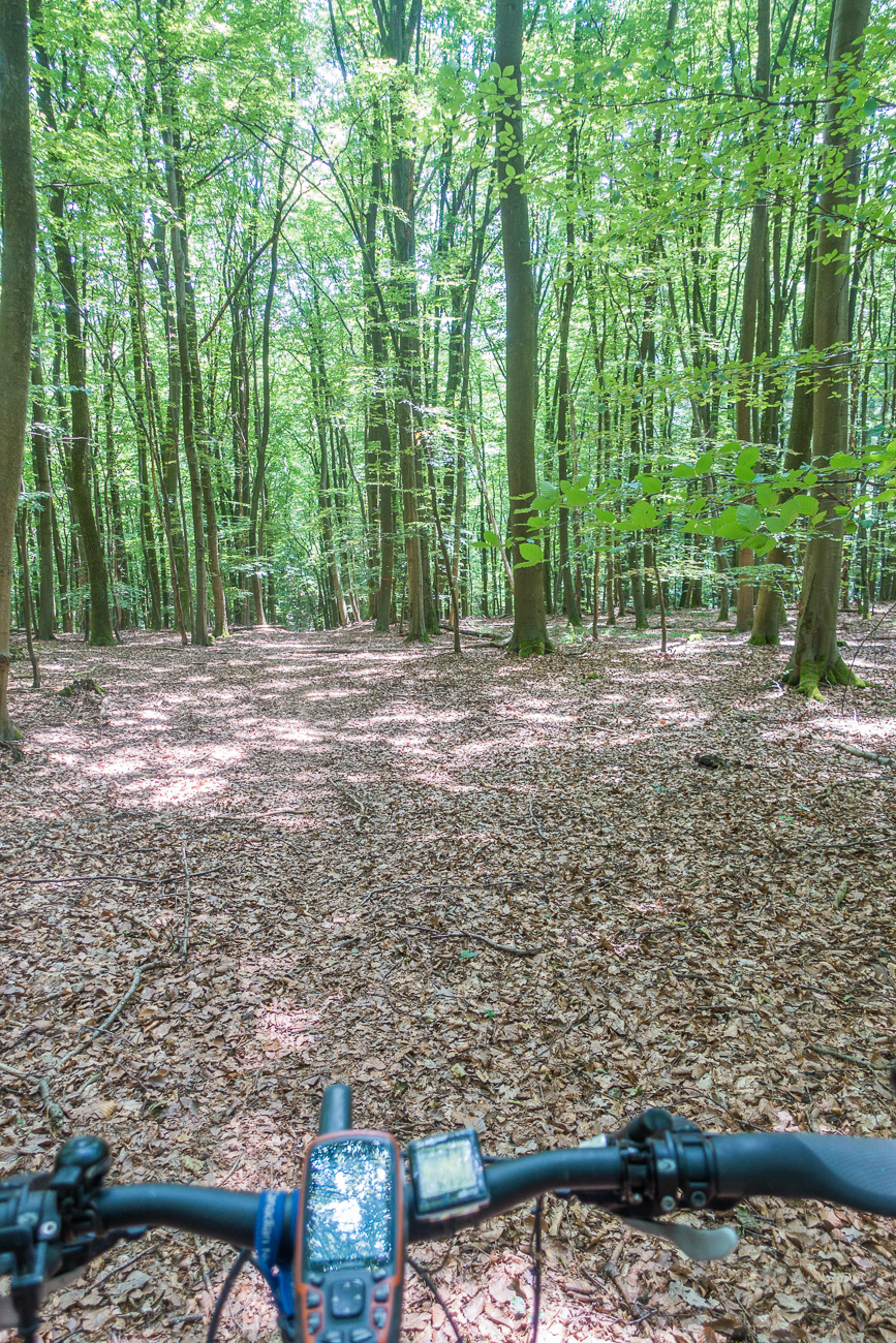 Ab durch den Wald