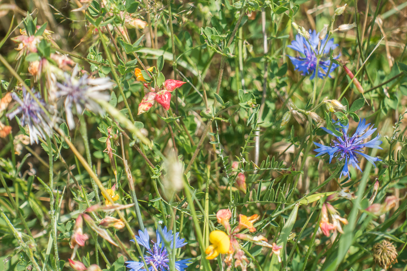 Kornblumiger Sommergru&szlig;