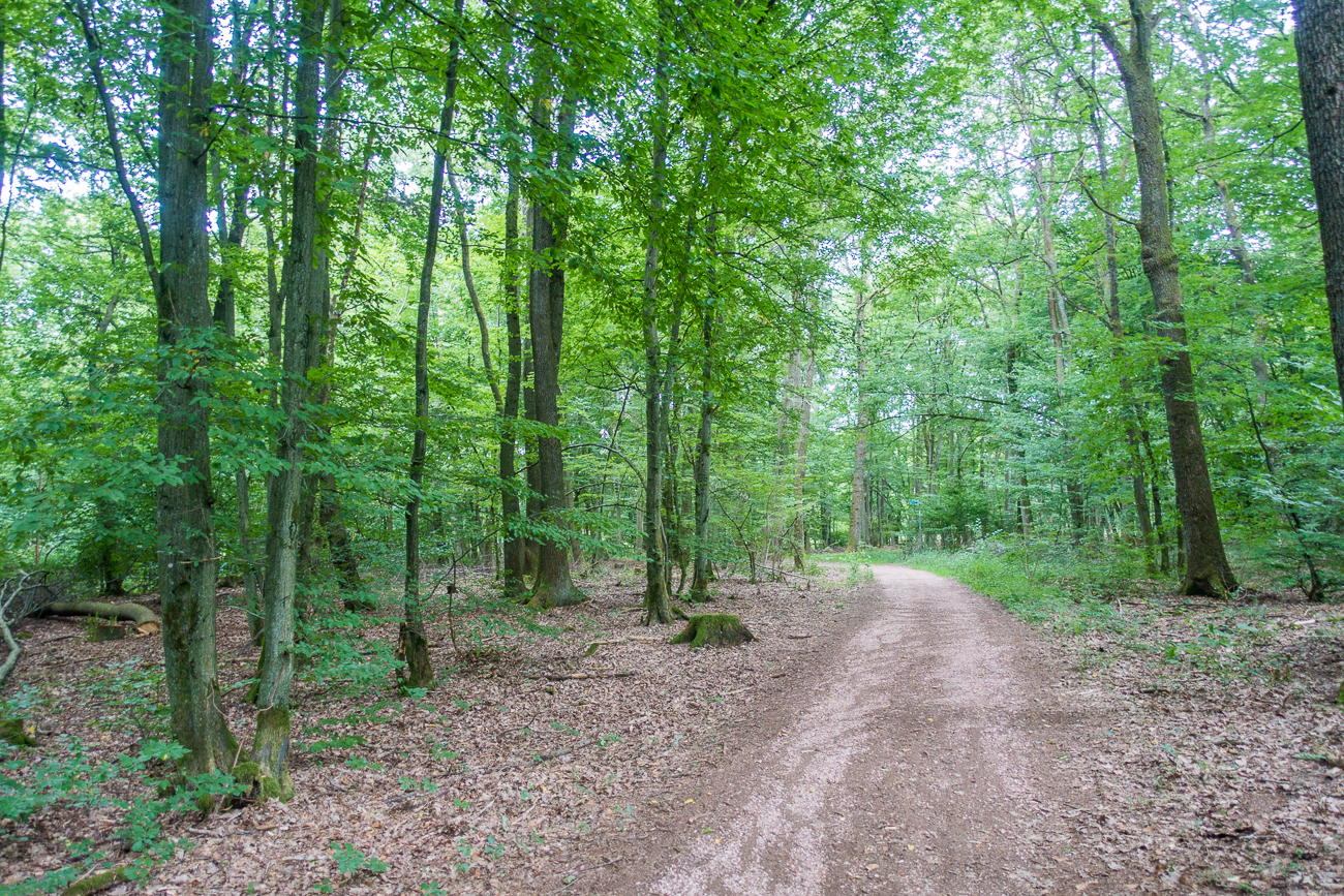 Der Wald sch&uuml;tzt vor dem Regenschauer