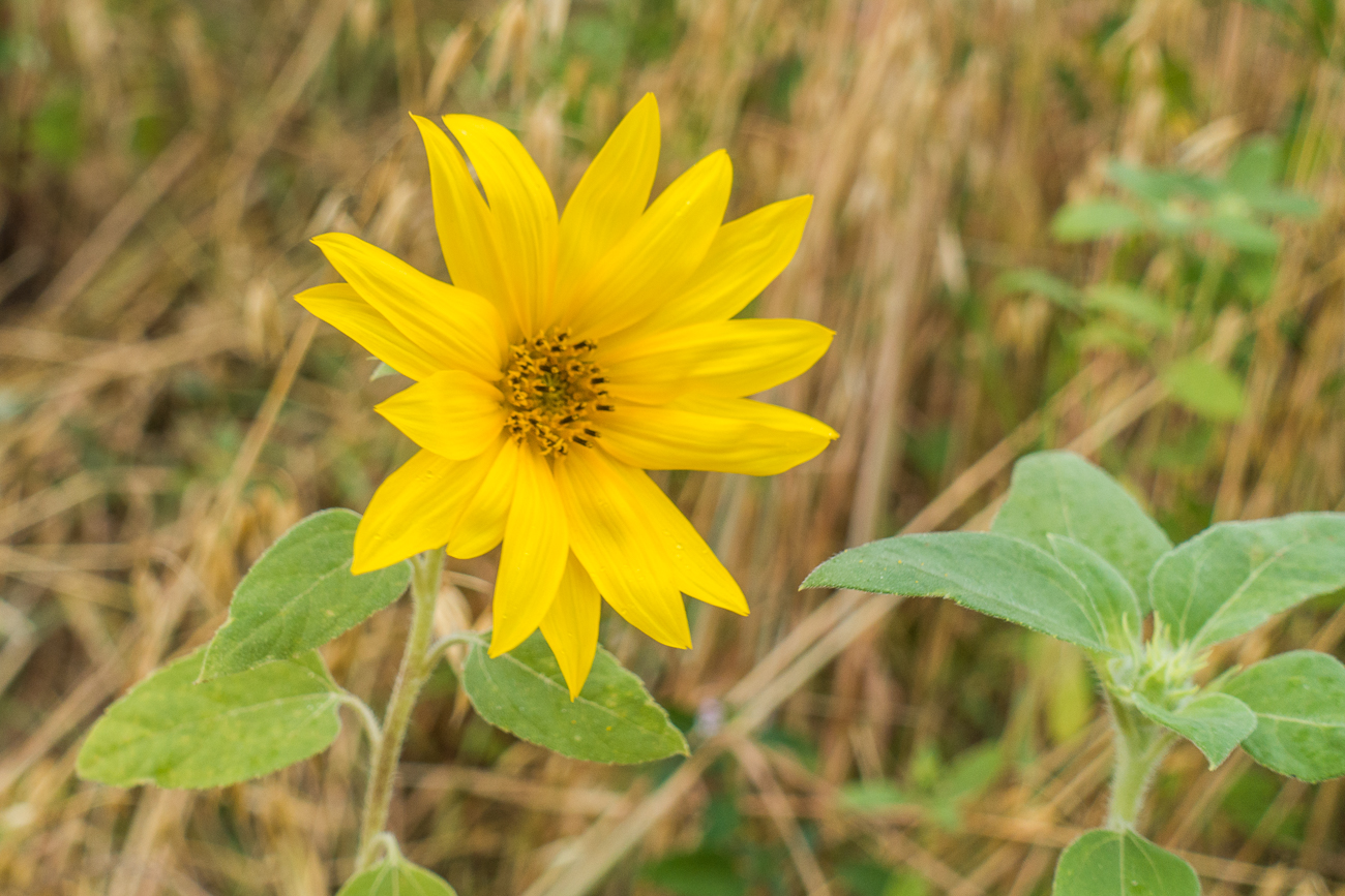 Sonnenblume, was sonst ;-)