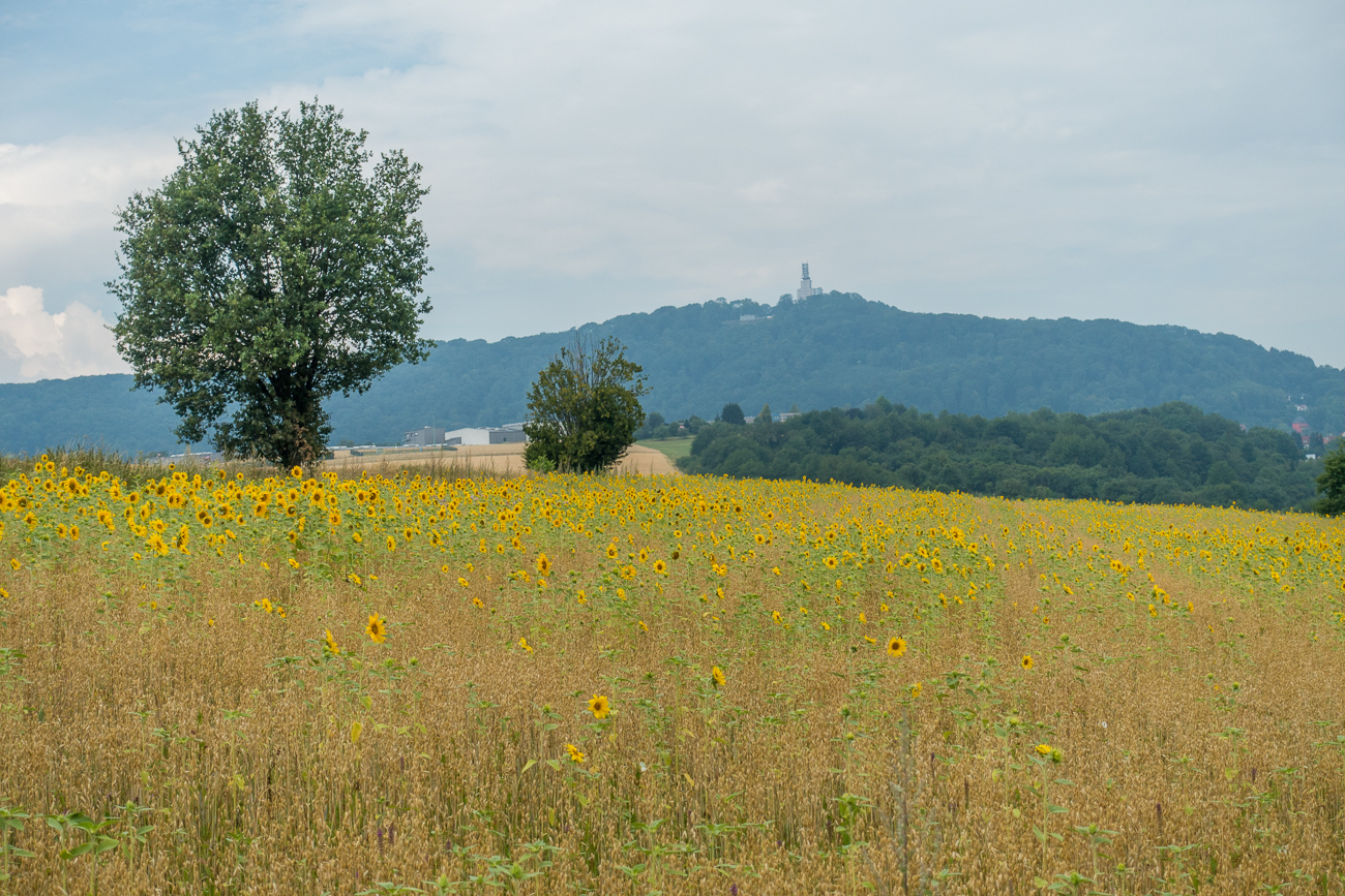 Sonnenblumenfeld unter dem Schaumberg