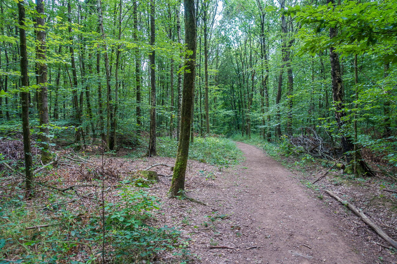 Auf Waldwegen dem ersten Ziel entgegen